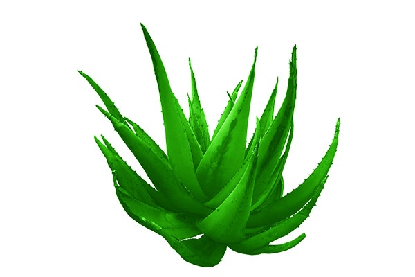 篮球说课稿(篮球双手胸前传接球说课稿)
